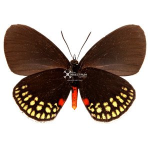 The Toxea butterfly